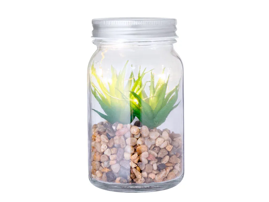 Kyala Decorative Plant