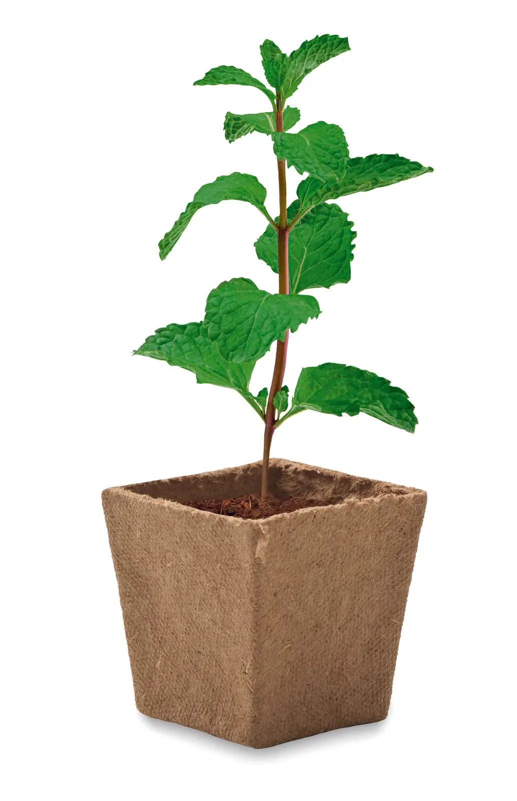 Mint Kit Mint Seed Growing Kit — Beige