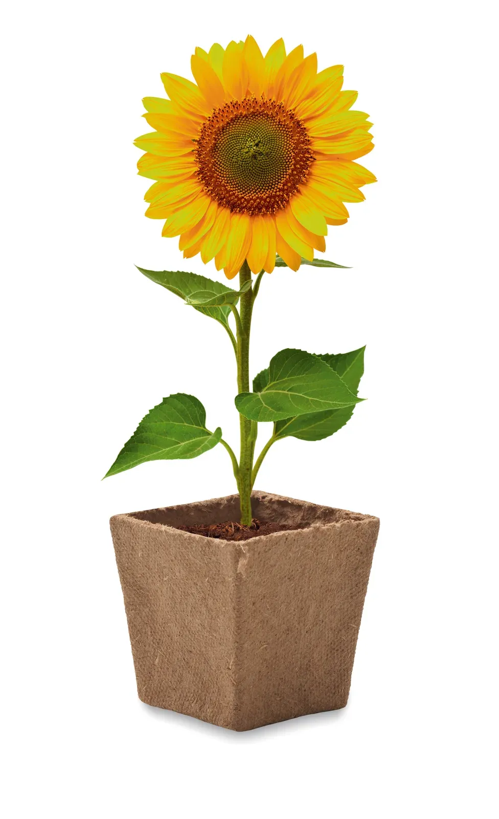Sunflower Kit Sunflower Growing Kit — Beige