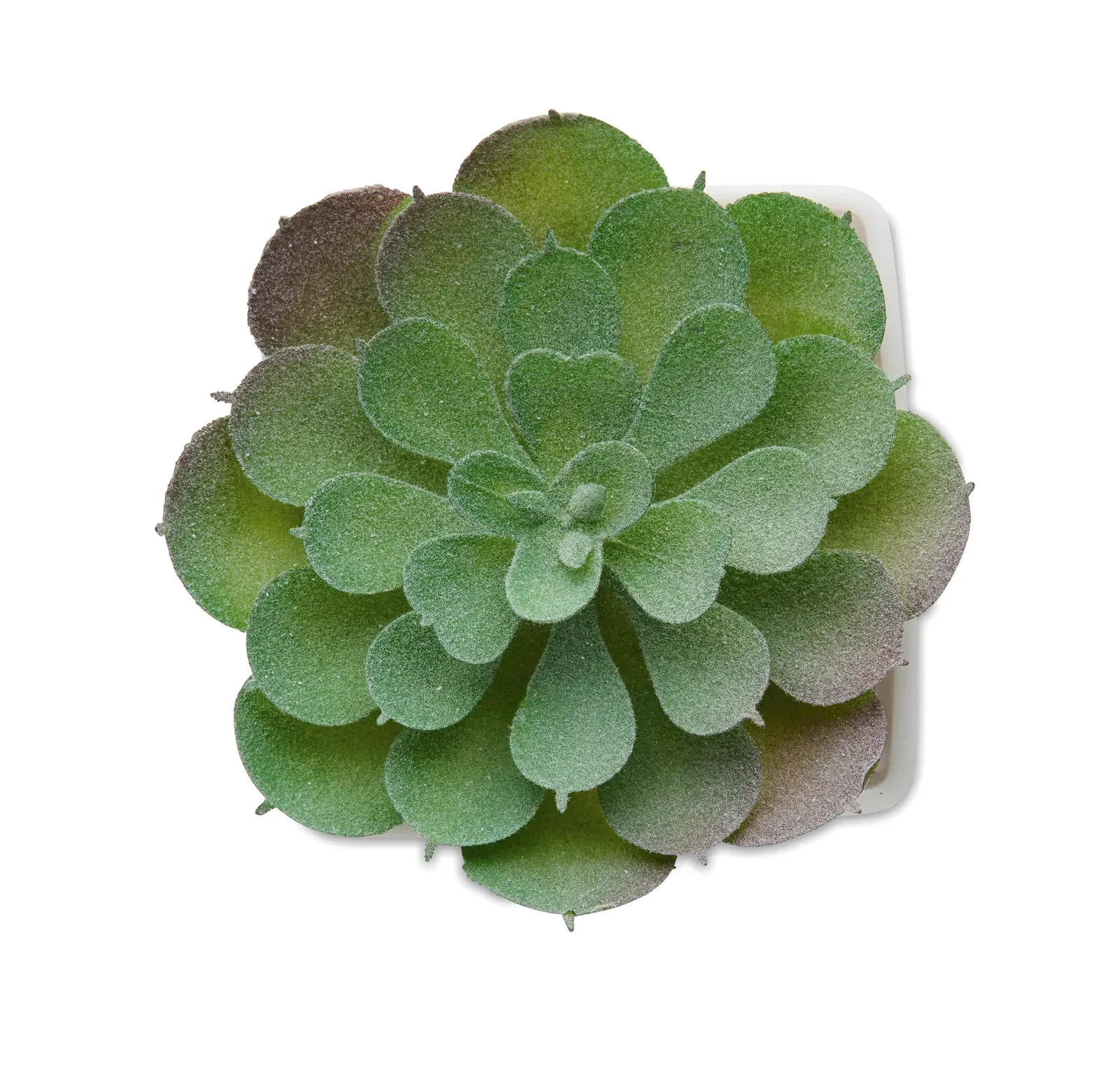 Artieche Mini Artificial Echeveria Plant — White