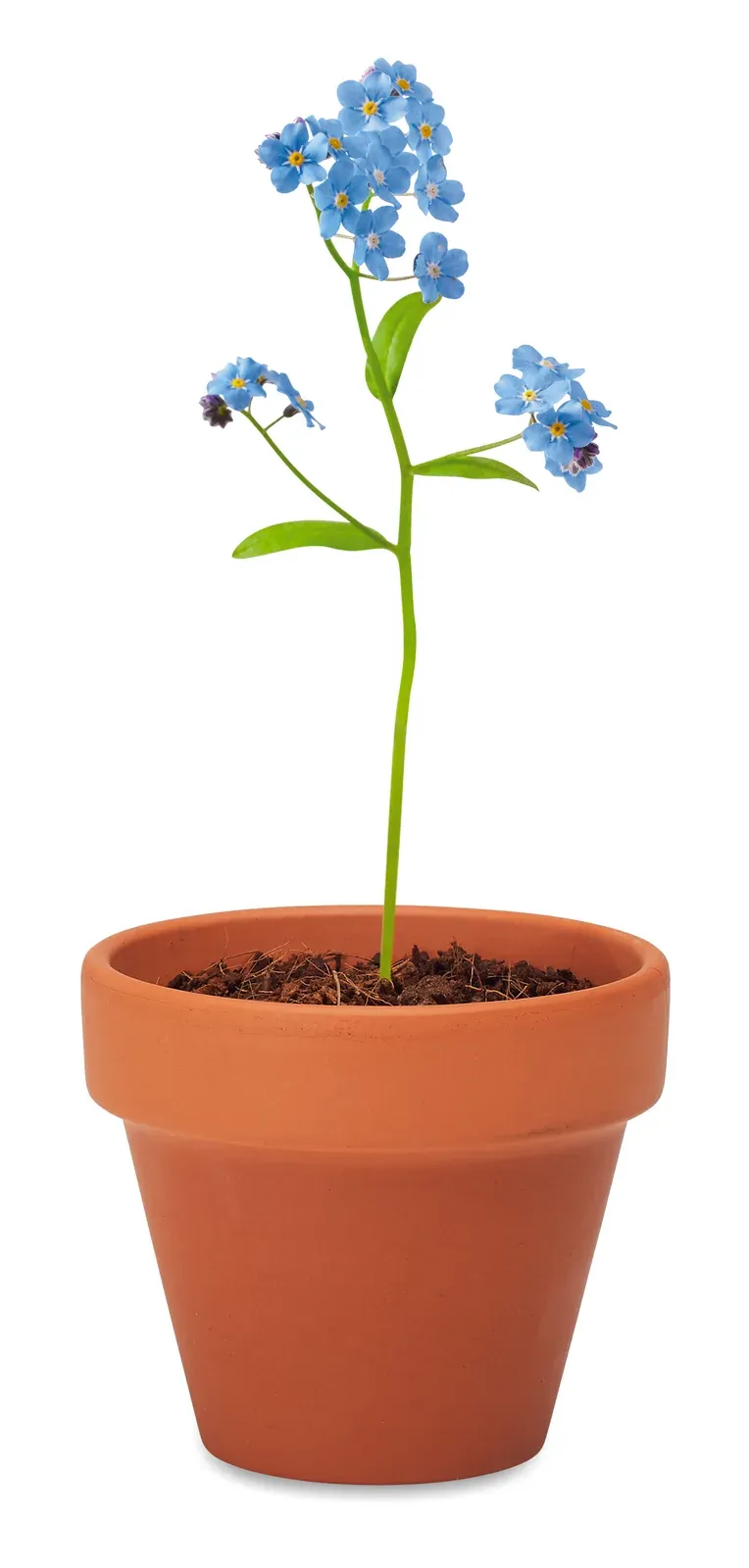 Forget Me Not Terracotta Growing Pot — Wood