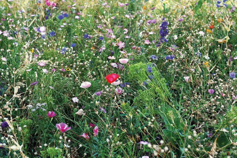Seedlopebee Mixed Flower Seed Envelope