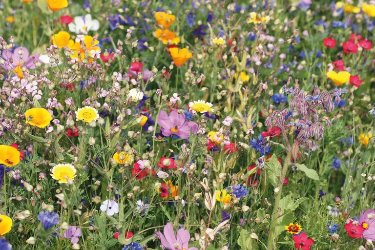 Seedlope Mixed Flower Seed Envelope