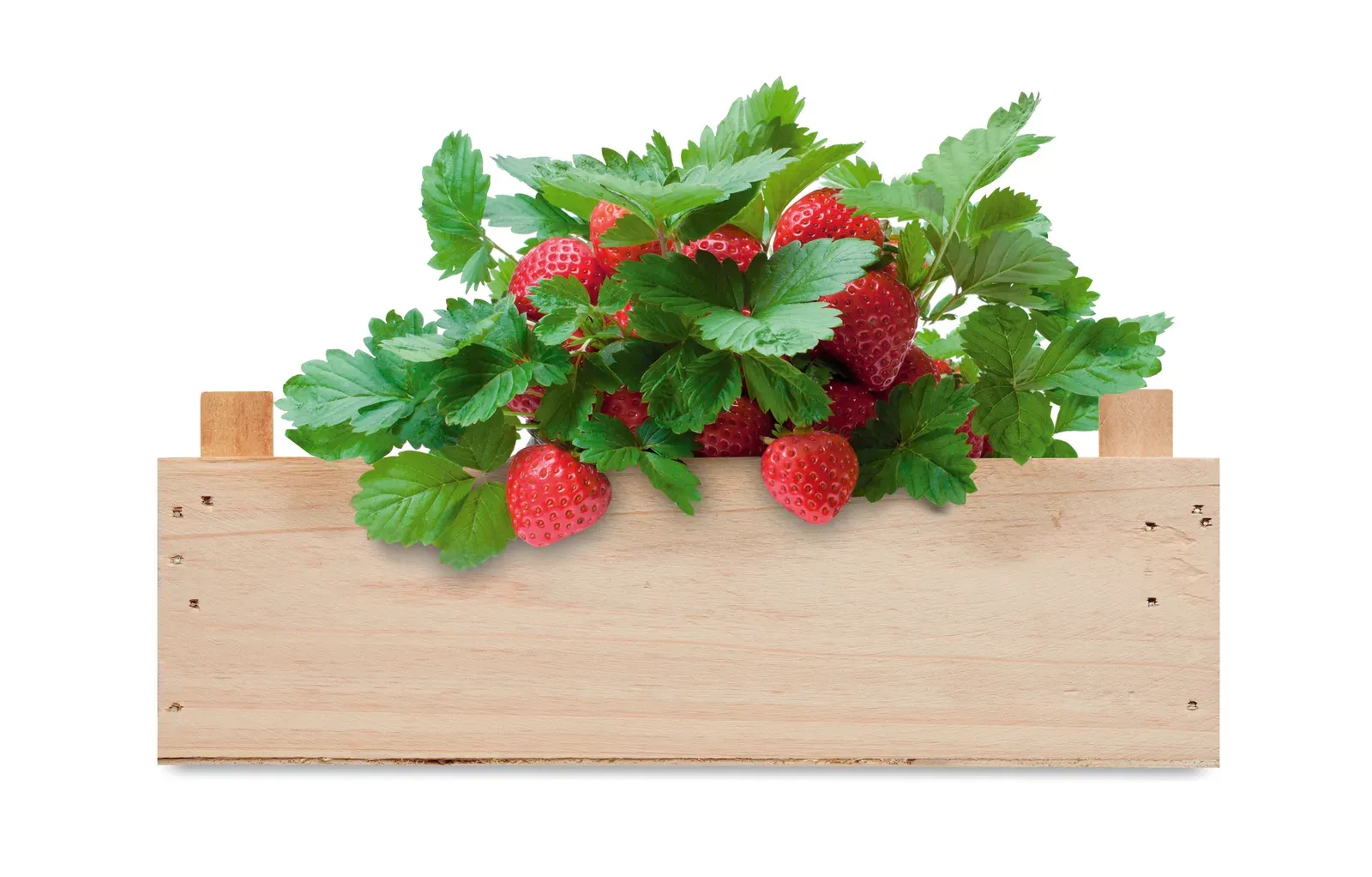 Strawberry Mixed Wildflower Growing Kit — Wood