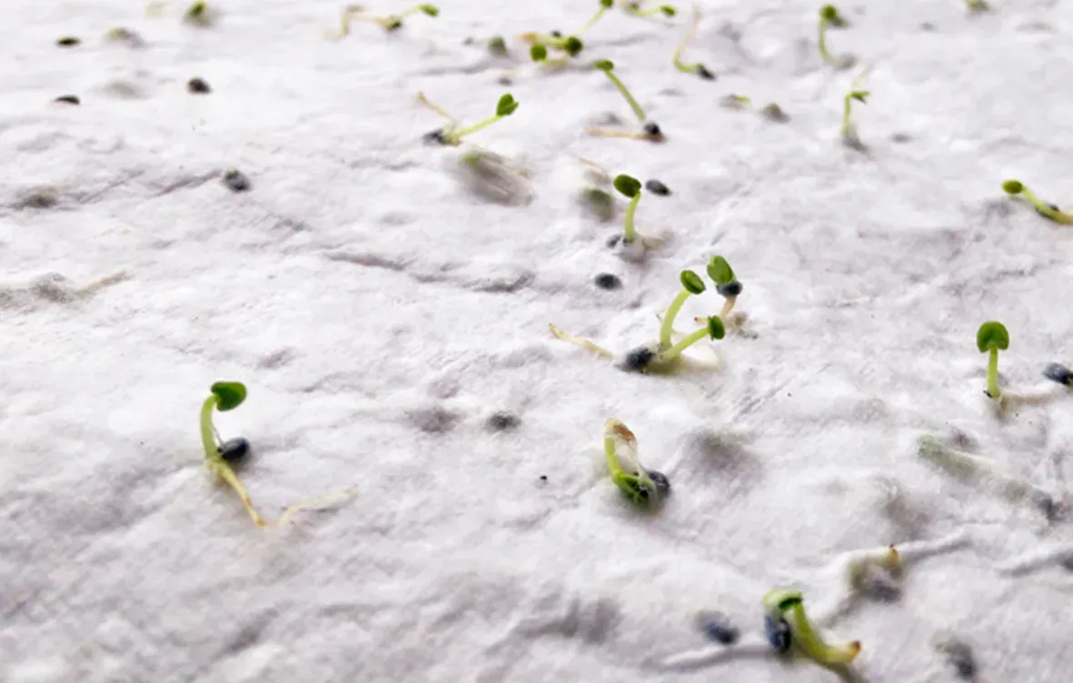 Asidi A4 Wildflower Seed Paper Sheet – Recycled, EU-Made — White